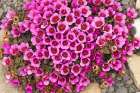 Purple saxifrage, aka purple Mountain Saxifrage. Arctic Ocean, Svalbard, Norway. Art Print